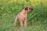 BORDER TERRIER 150